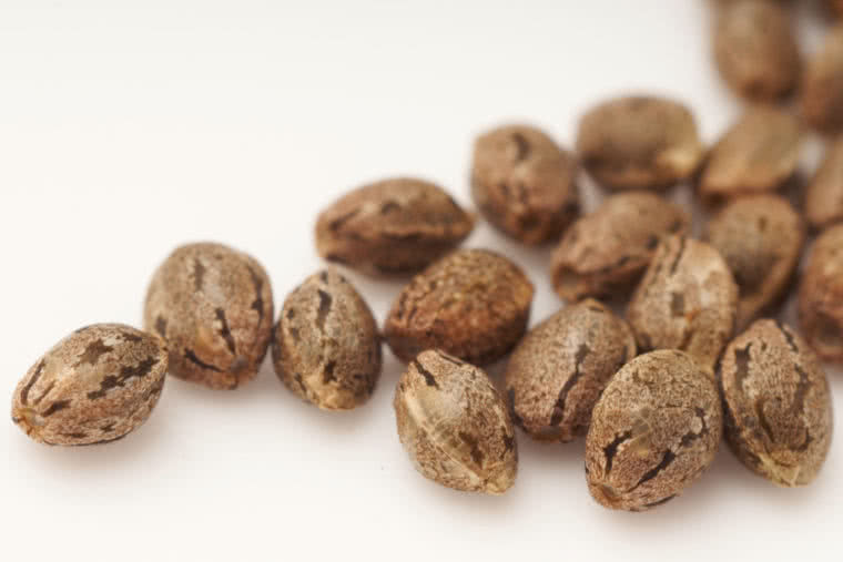 5 Best Cannabis Seed Banks—Ship to USA Fast—Legit Reviews