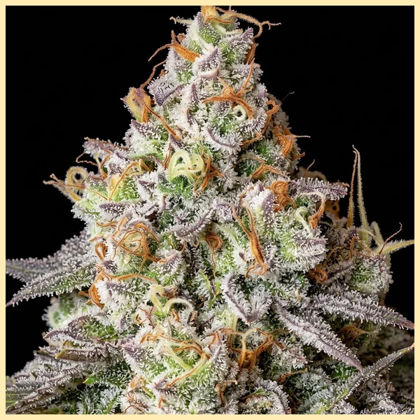 Afghan Kush x Super Skunk Feminized Seeds additional image 1