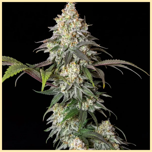 Afghan Kush x Super Skunk Feminized Seeds featured image