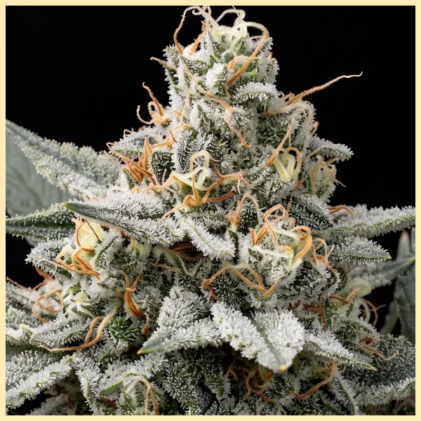 Afghan Feminized Seeds additional image 1