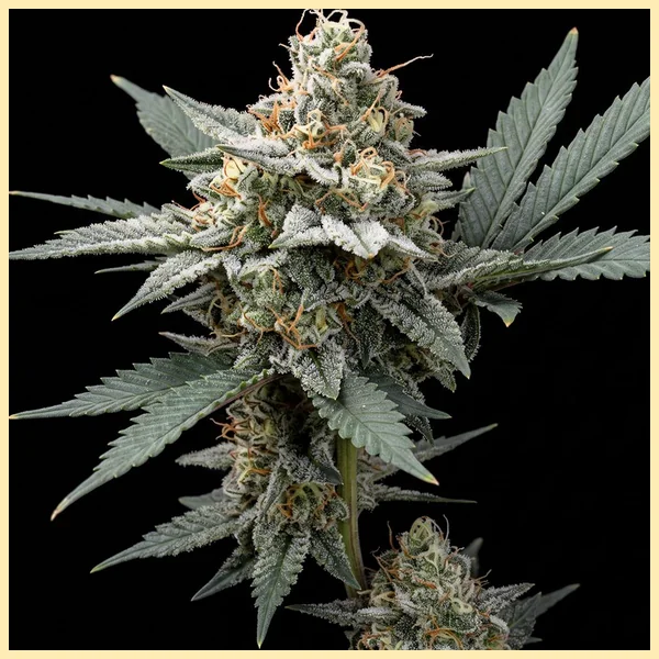Persian Mix Pack Weed Seeds additional image 2