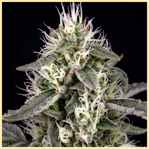 Agent Orange Feminized Seeds additional image 1