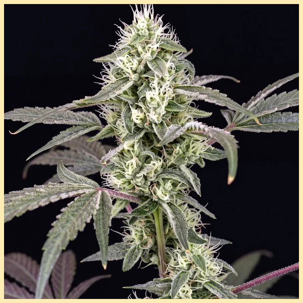 Agent Orange Feminized Seeds featured image