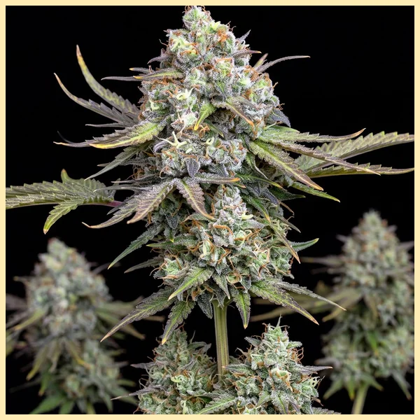 AK-47 Autoflower Seeds featured image