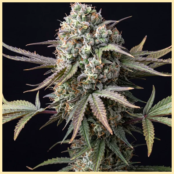 AK-47 Feminized Seeds featured image