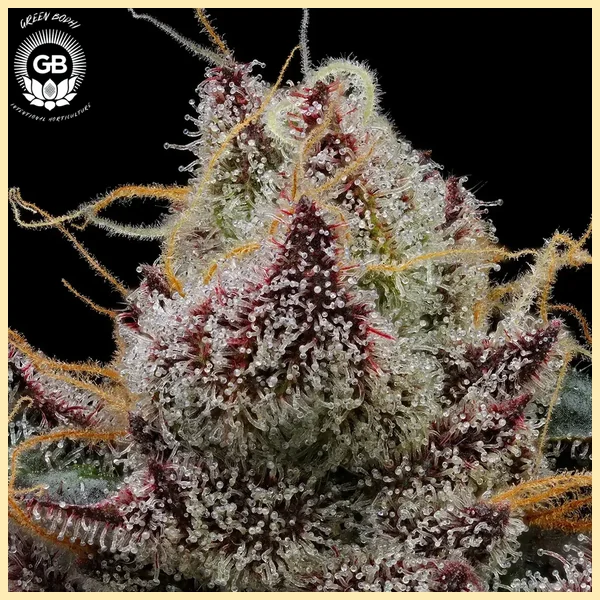 Alien Haze Feminized Seeds additional image 1