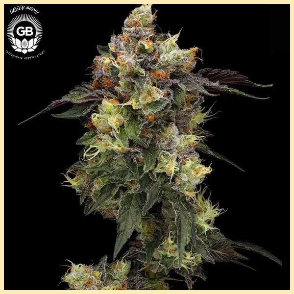 Alien Haze Feminized Seeds featured image