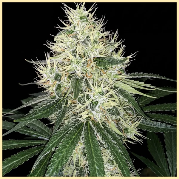 Outdoor Mix Pack Weed Seeds additional image 2