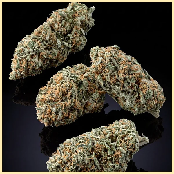 Amnesia x AK-47 Feminized Seeds additional image 2