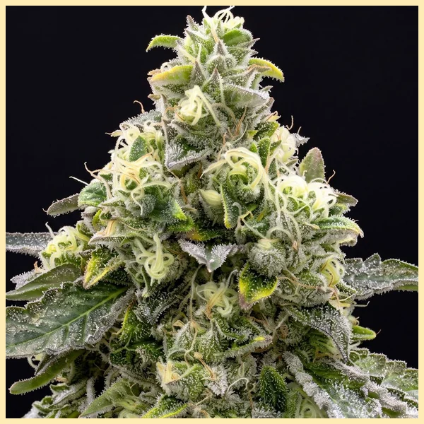 Amnesia x AK-47 Feminized Seeds additional image 1