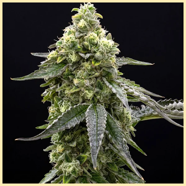 Amnesia x AK-47 Feminized Seeds featured image