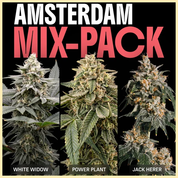 Amsterdam Mix Pack Weed Seeds featured image