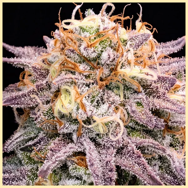 Animal Mints Feminized Seeds additional image 1
