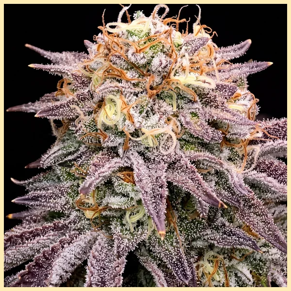 Animal Mints Feminized Seeds featured image