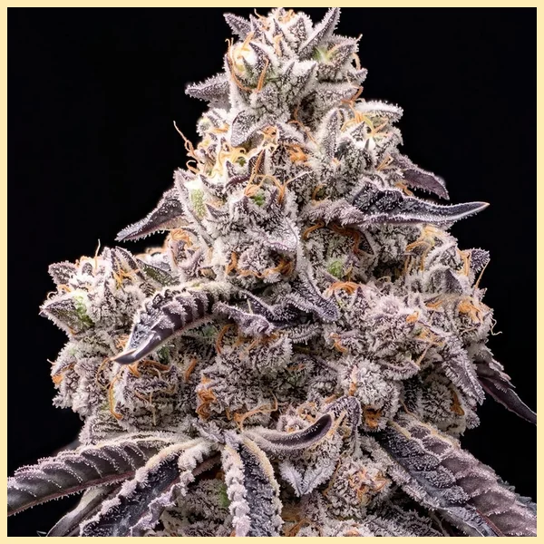 Animal Runtz Feminized Seeds additional image 1