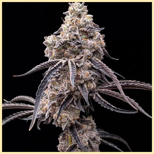 Animal Runtz Feminized Seeds featured image