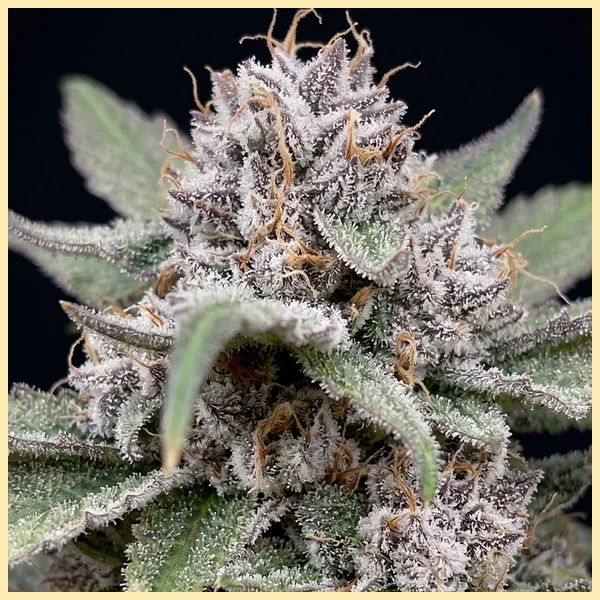 Apple Fritter Autoflower Seeds additional image 1