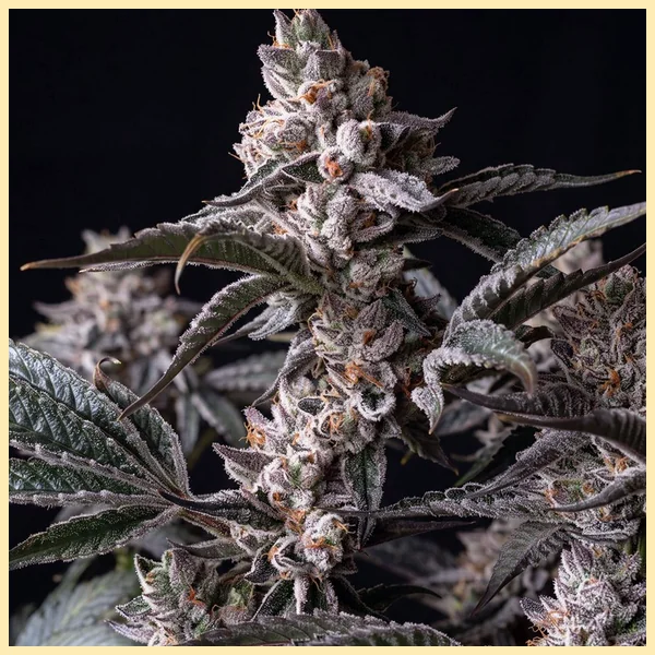 Apple Fritter Autoflower Seeds featured image