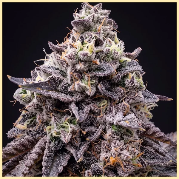 Apple Fritter Feminized Seeds additional image 1