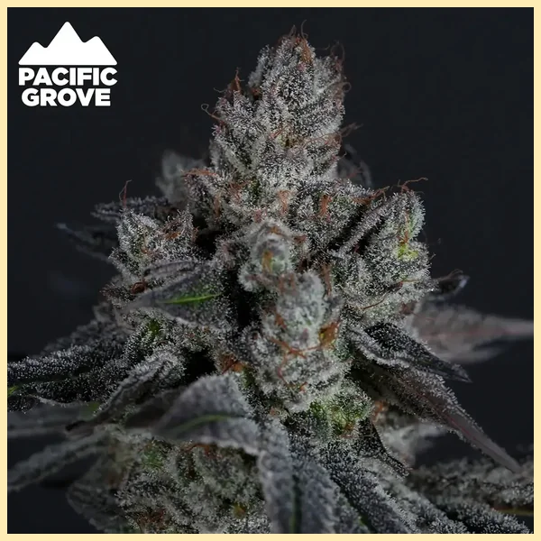 Apple Strudel Feminized Seeds additional image 1