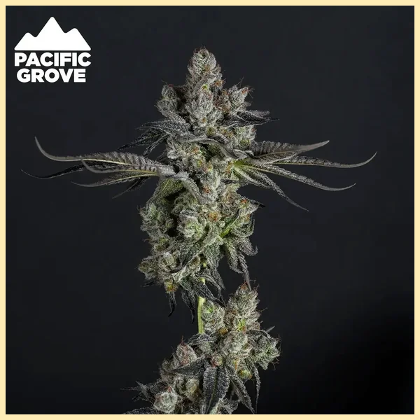 Apple Strudel Feminized Seeds featured image