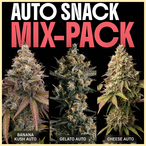 Autoflower Snack Mix Pack Seeds featured image
