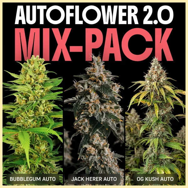 Autoflower 2.0 Mix Pack Seeds featured image
