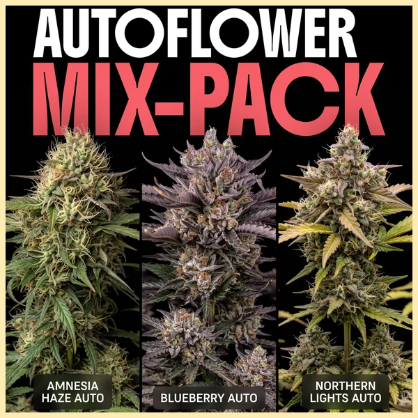 Autoflower Mix Pack Weed Seeds featured image