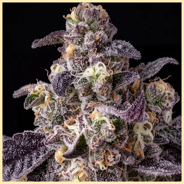 Bacio Gelato Feminized Seeds additional image 1