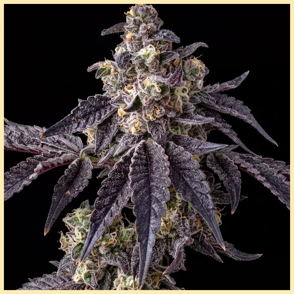 Bacio Gelato Feminized Seeds featured image