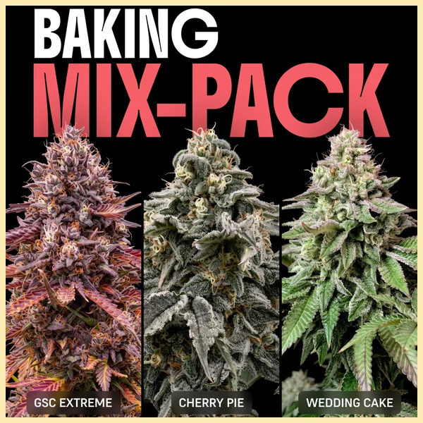 Baking Mix Pack Weed Seeds featured image