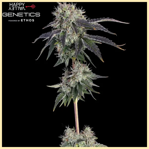 Baller’s Game Feminized Seeds featured image
