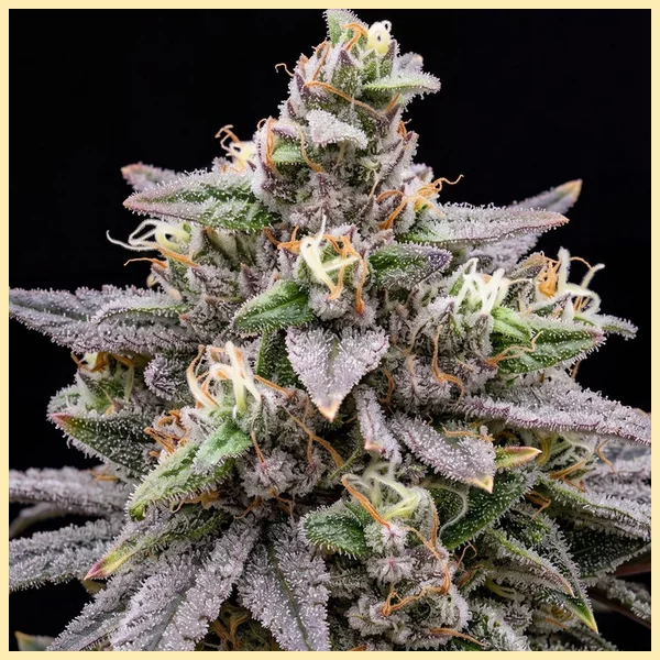 Banana Hammock Feminized Seeds additional image 1