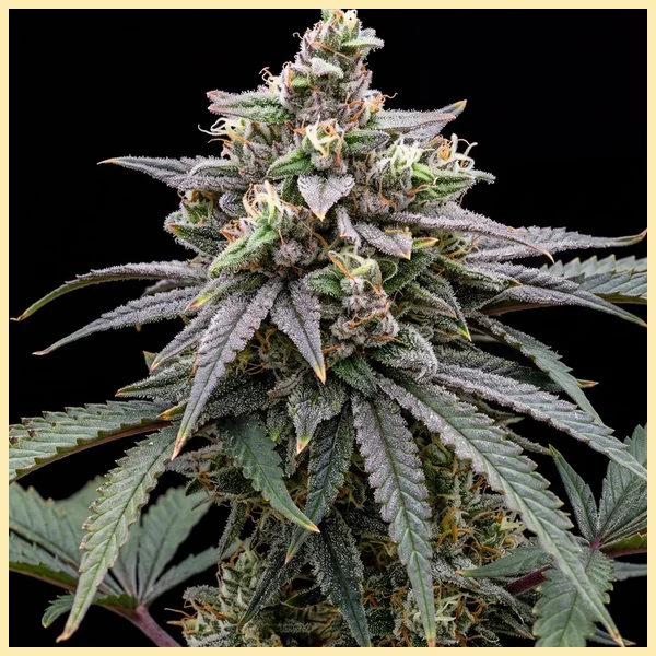 Banana Hammock Feminized Seeds featured image