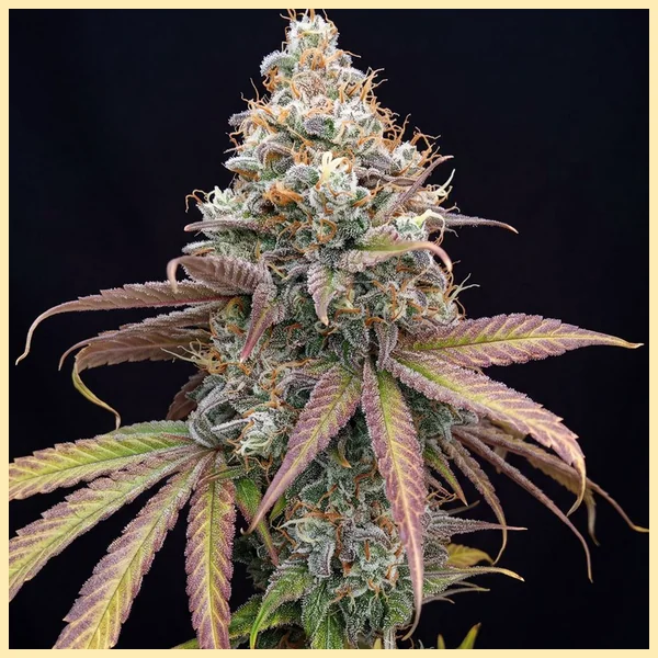 Banana Kush Autoflower Seeds featured image
