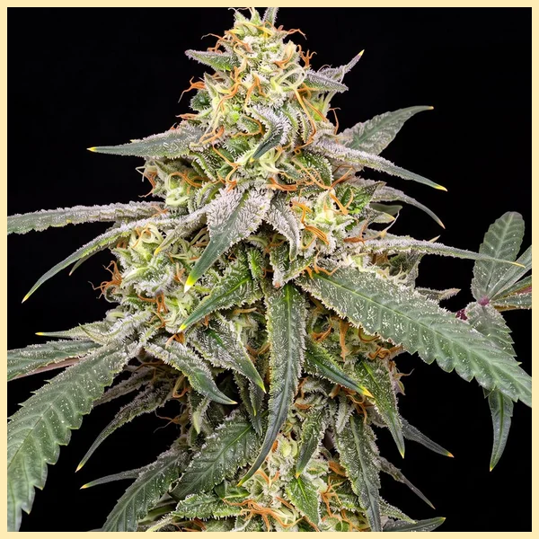 Fruity Mix Pack Weed Seeds additional image 1