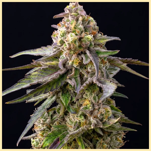Banana Runtz Feminized Seeds additional image 2