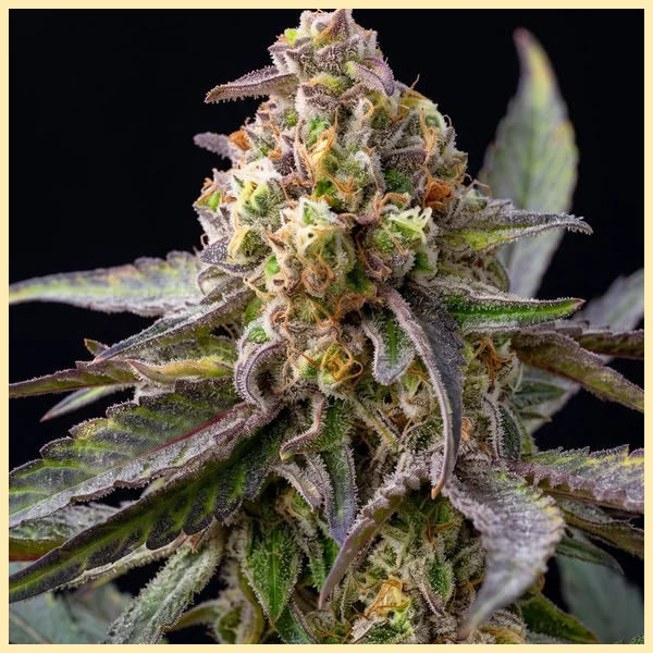 Banana Runtz Feminized Seeds additional image 1
