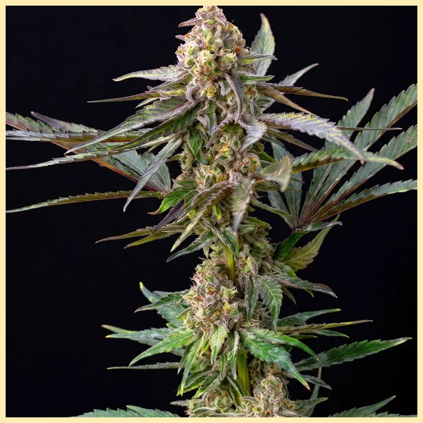Banana Runtz Feminized Seeds featured image