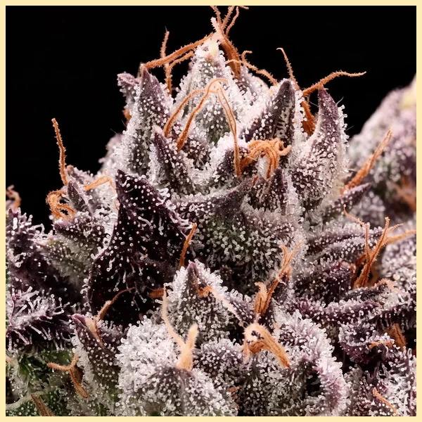 Bazooka Punch Feminized Seeds additional image 1
