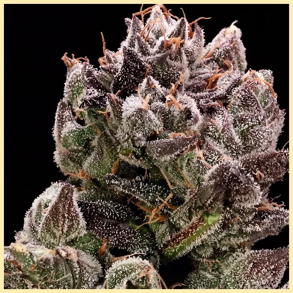 Bazooka Punch Feminized Seeds featured image