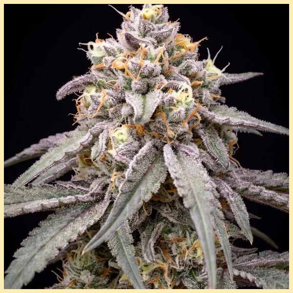 Berry Cheese Autoflower Seeds additional image 2