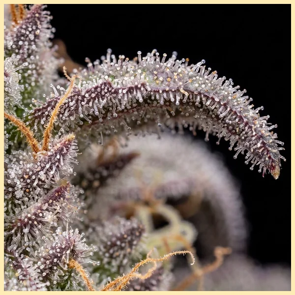 Berry Cheese Autoflower Seeds additional image 3