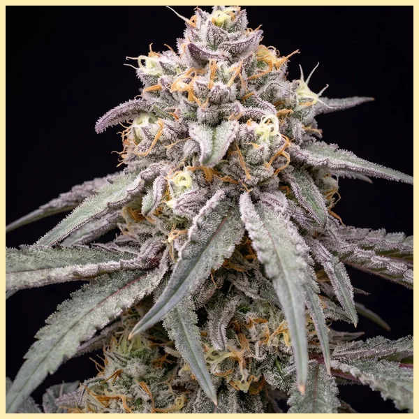 Berry Cheese Autoflower Seeds additional image 1