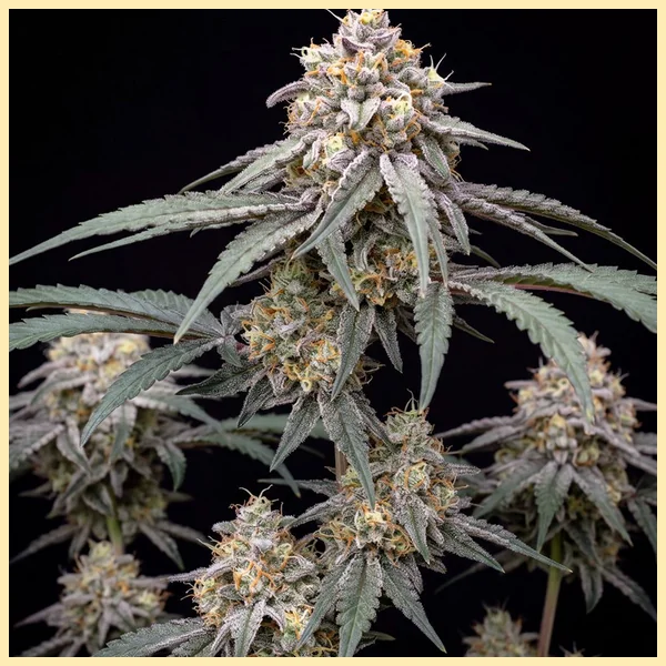 Berry Cheese Autoflower Seeds featured image