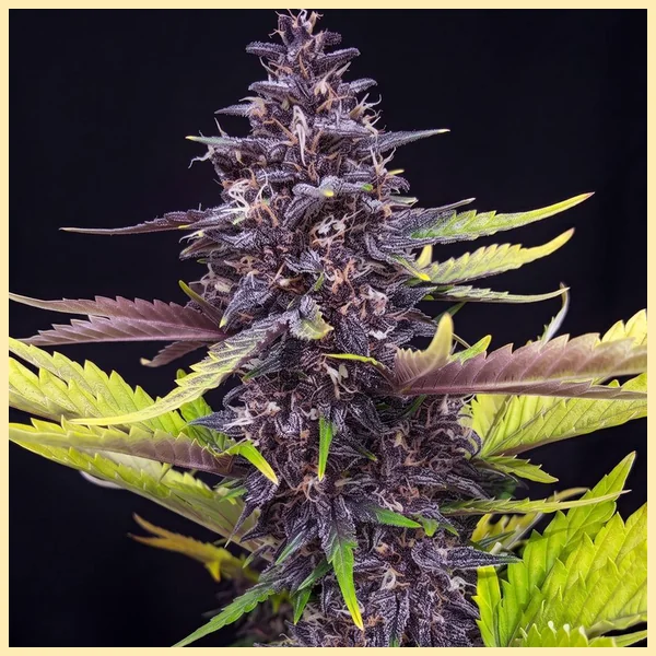 Berry Pie Feminized Seeds additional image 2
