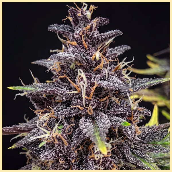 Berry Pie Feminized Seeds additional image 1