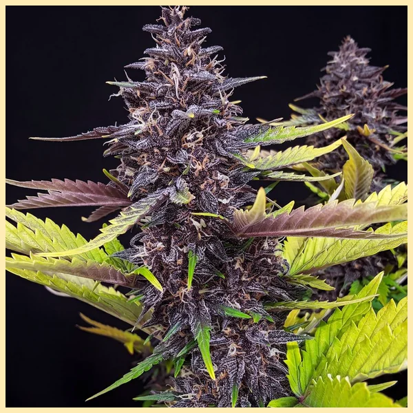 Berry Pie Feminized Seeds featured image