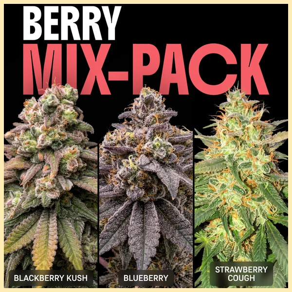 Berry Mix Pack Weed Seeds featured image