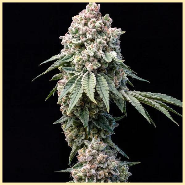 Big Bud Fast Version Feminized Seeds featured image